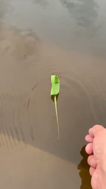 Sail away on a single leaf