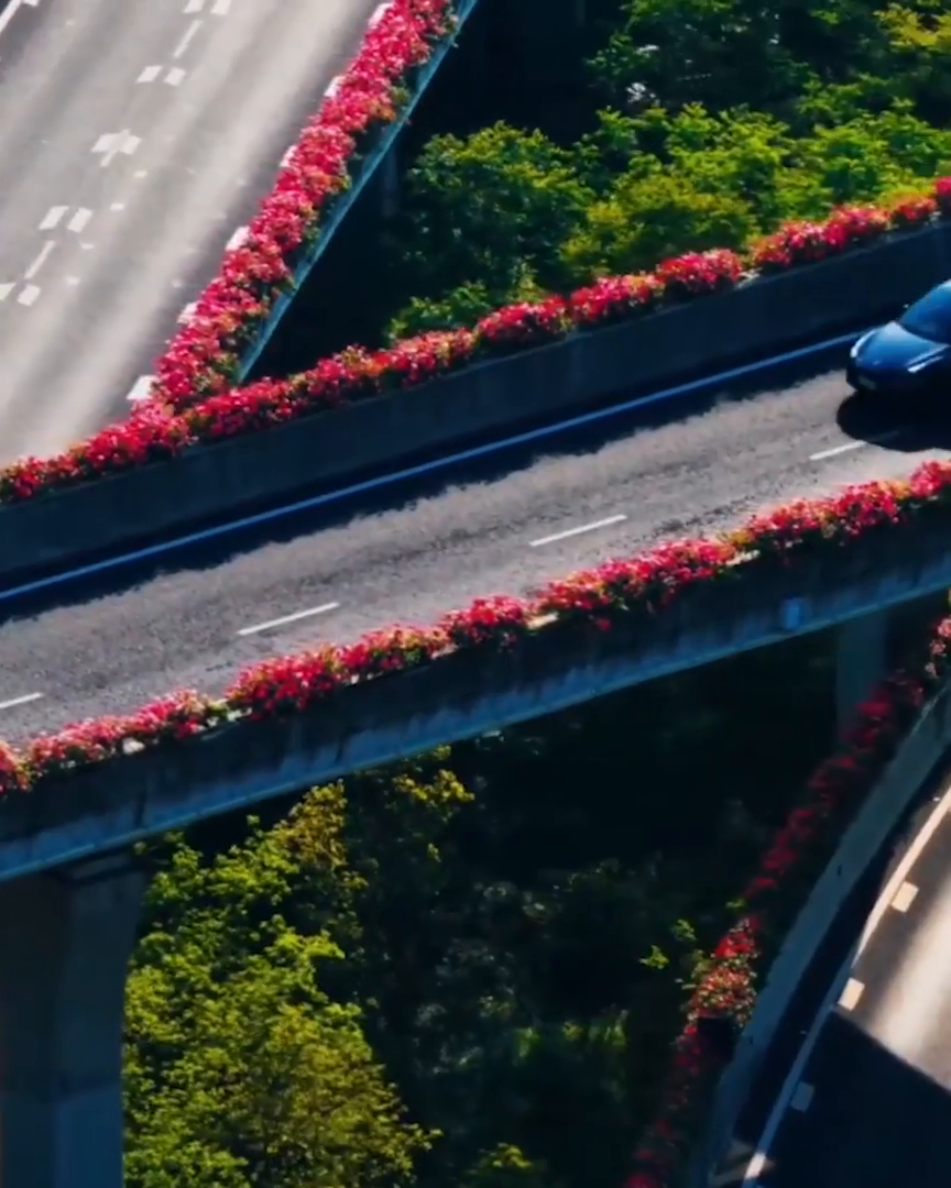 Chinese roses brighten Hangzhou's elevated roads