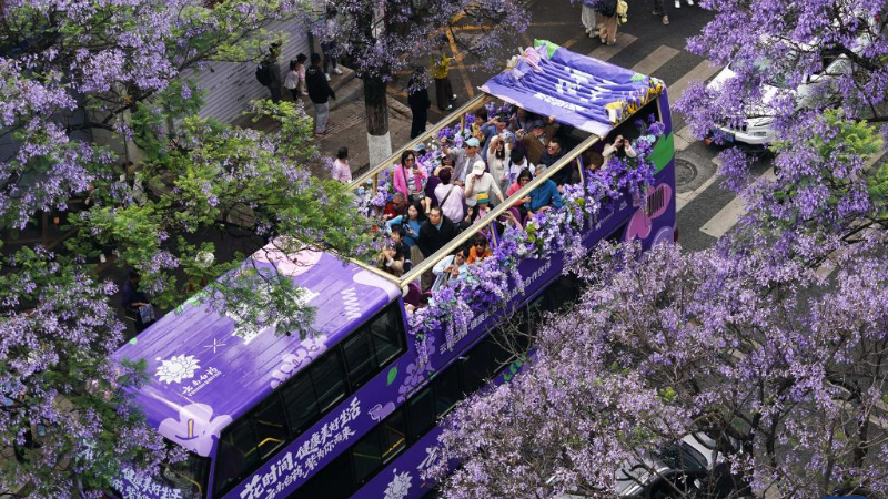 Tourists enjoy jacaranda blossoms in SW China's Yunnan