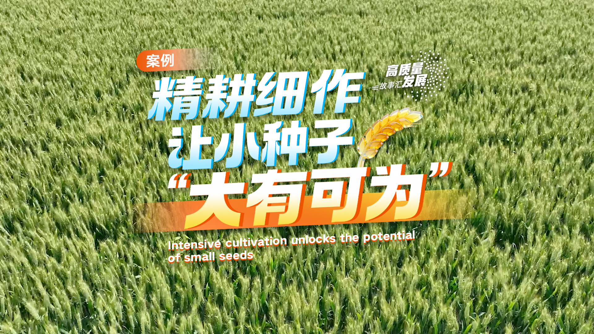 Stories of High-Quality Development｜Intensive cultivation unlocks the potential of small seeds
