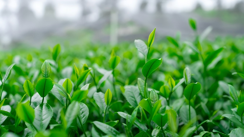Matcha cultivation generates wealth in SW China's Guizhou