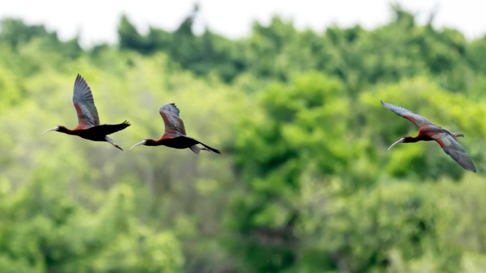 Glossy ibises fly over Shishi Wetland Park in Quanzhou, China's Fujian