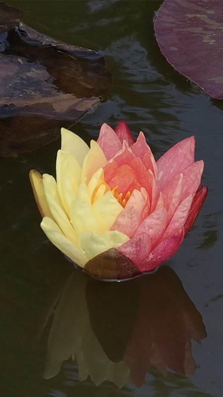 Rare two-colored water lily blooms in Puzhehei, SW China's Yunnan