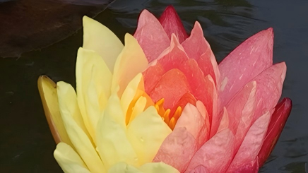 Rare two-colored water lily blooms in Puzhehei, SW China's Yunnan