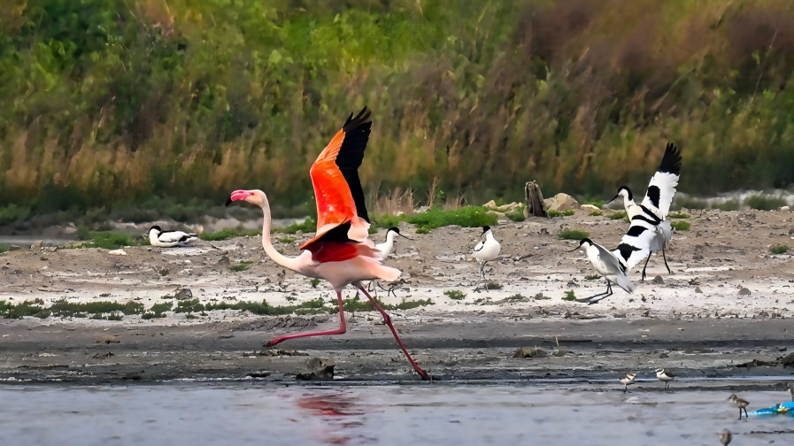 Flamingos and avocets seen at Yuncheng Salt Lake Wetland in China's Shanxi