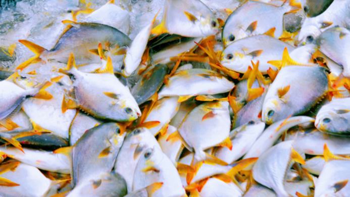 Marine ranch in S China's Guangxi achieves bumper golden pompano harvest