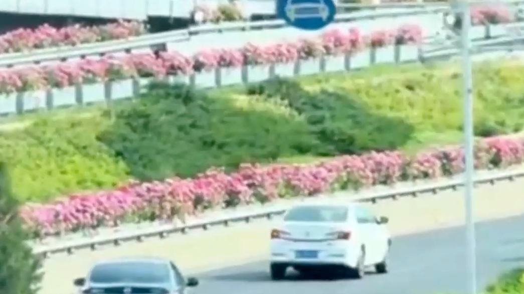 Roses turn Beijing's overpasses pink