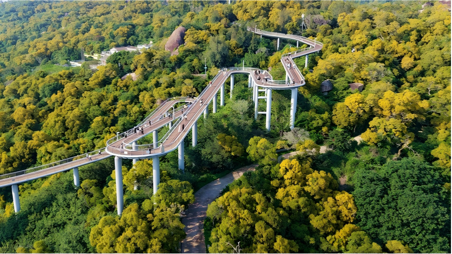 Blooming acacia confusa trees turn Xiamen mountain trail into golden wonderland