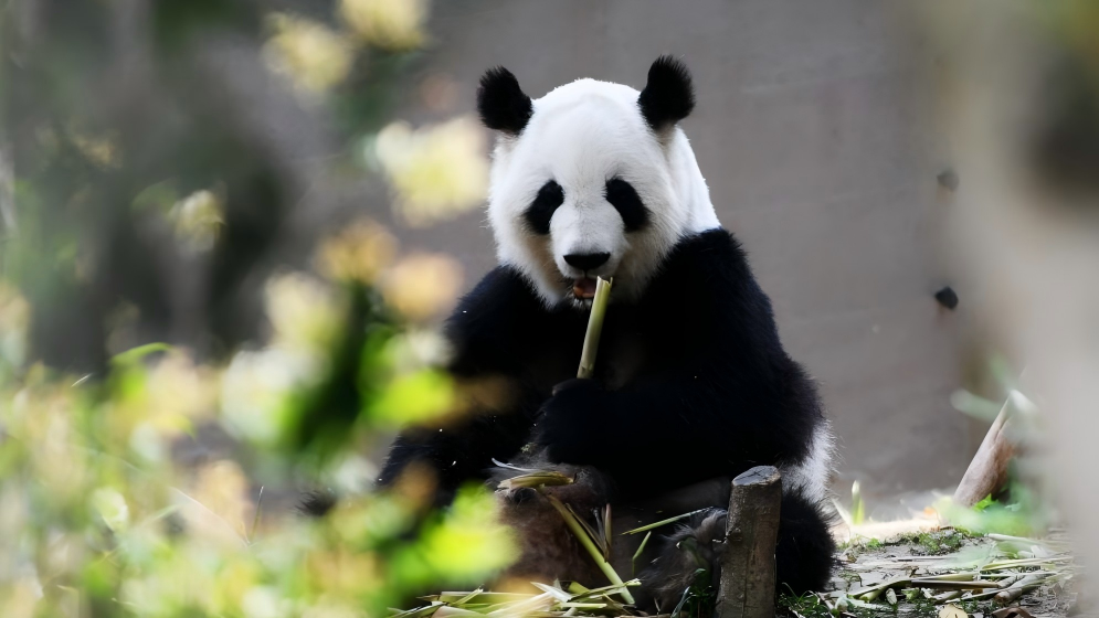 Giant pandas pictured in China's Chengdu