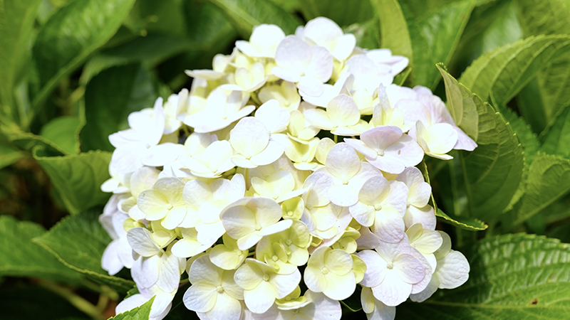 A sea of color! Hydrangea flowers reach peak bloom in Ruili, SW China's Yunnan