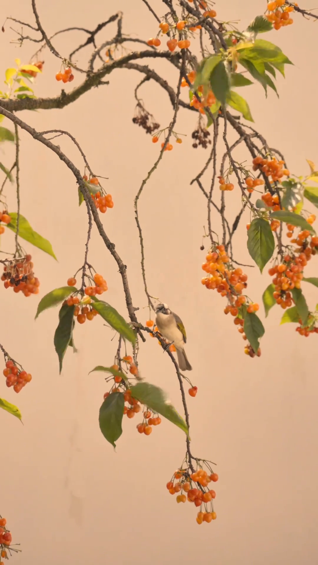When fruit ripens, birds arrive
