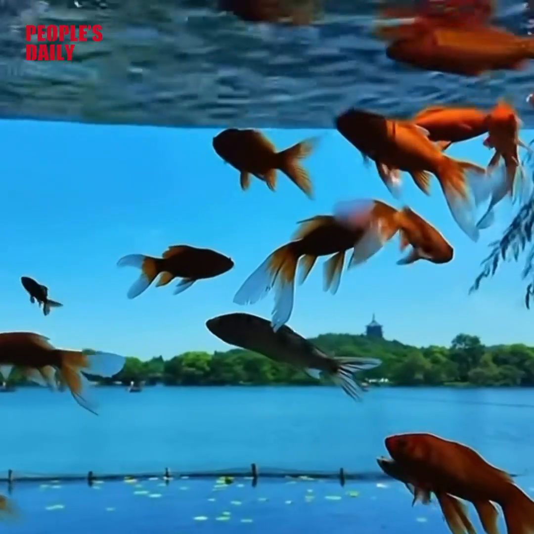 Goldfish 'fly' over West Lake in Hangzhou