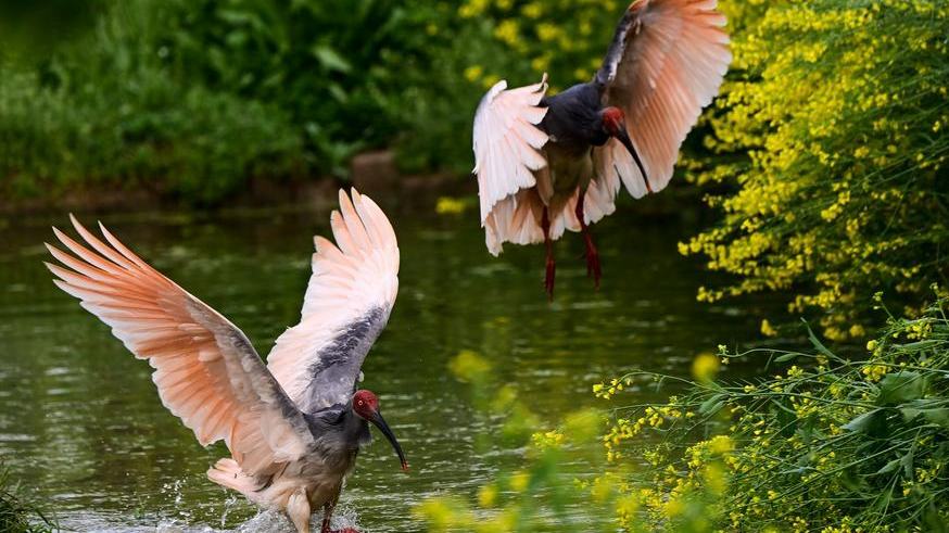 China's crested ibis population soars from just 7 to over 12,000 in 45 years