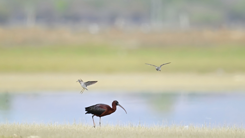 Rare glossy ibis spotted in SW China's Xizang