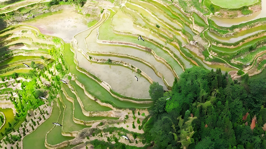 Asian openbill storks spotted in Honghe Hani Rice Terraces in SW China's Yunnan