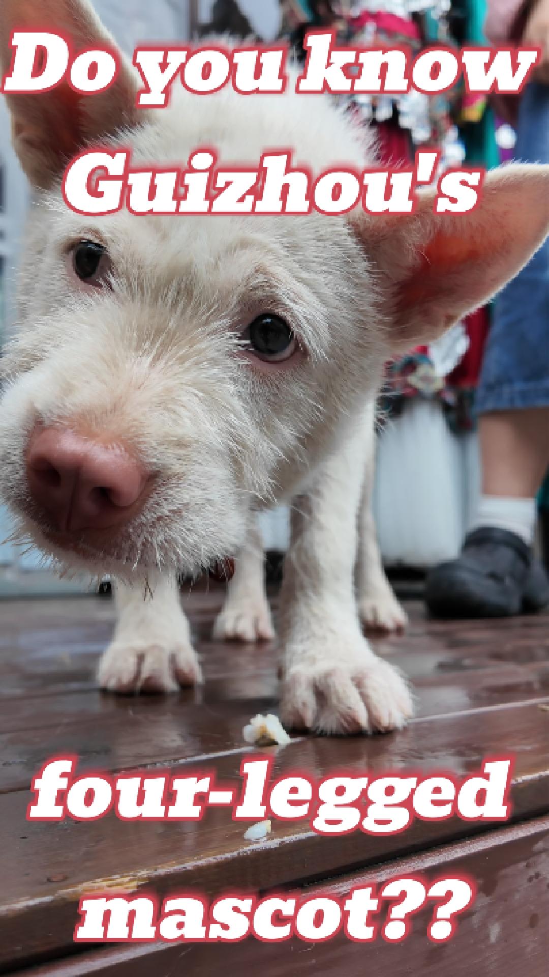 Meet the Xiasi dog: Guizhou's four-legged mascot