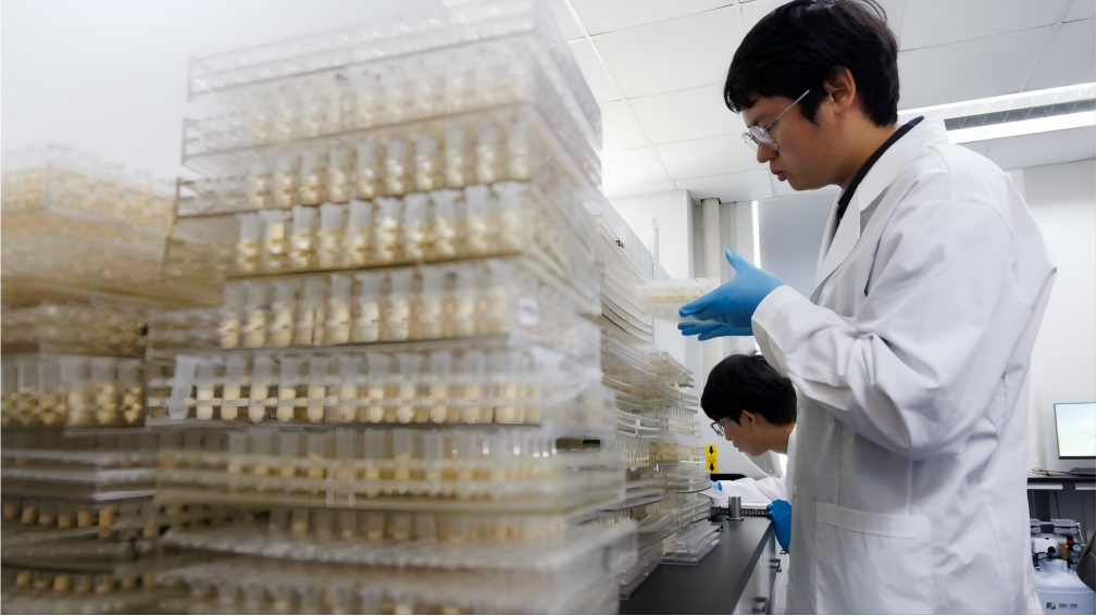 Chinese scientists develop high protein maize in animal feed quest