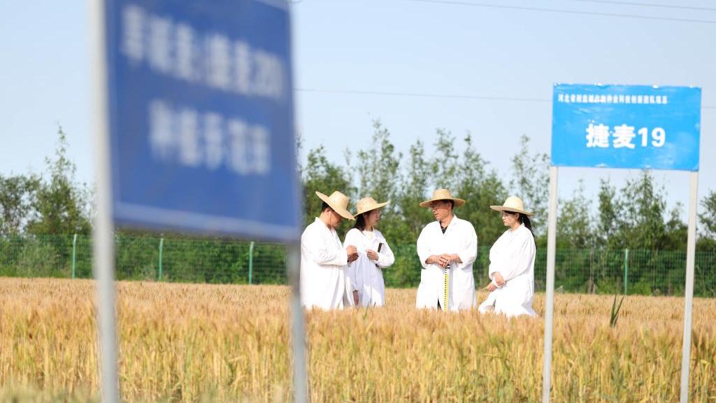 N China's Cangzhou turns saline-alkali land into productive wheat fields