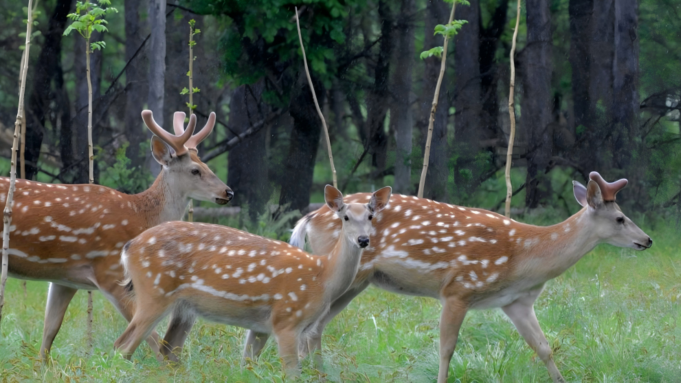 Sika deer seen at national nature reserve in Qiqihar, China's Heilongjiang