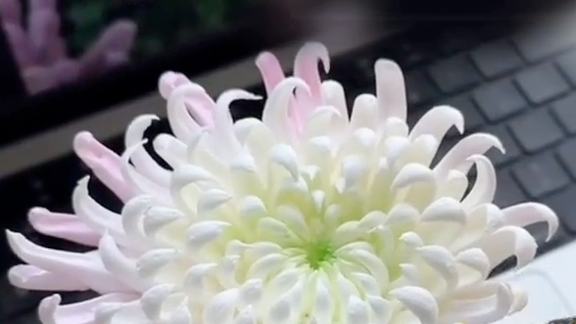 From frosting to flower