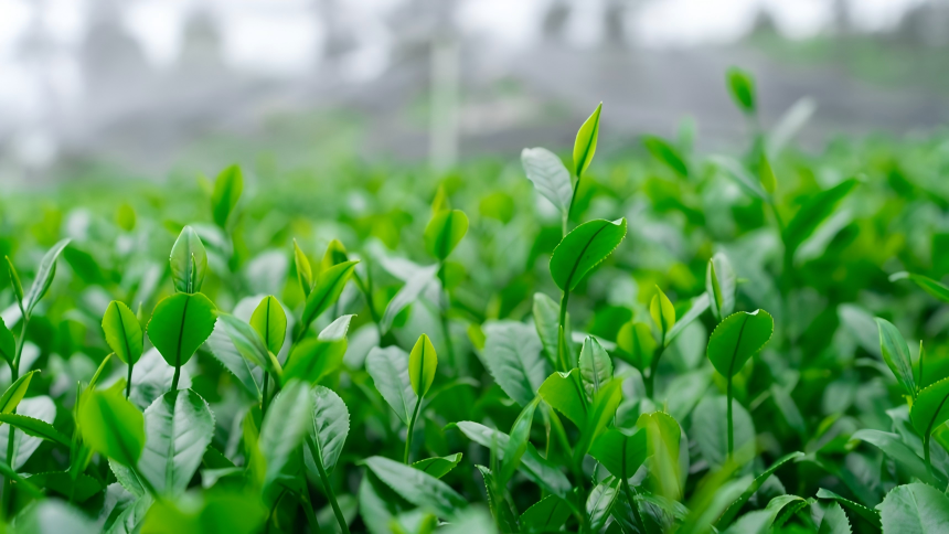 China brews global matcha success