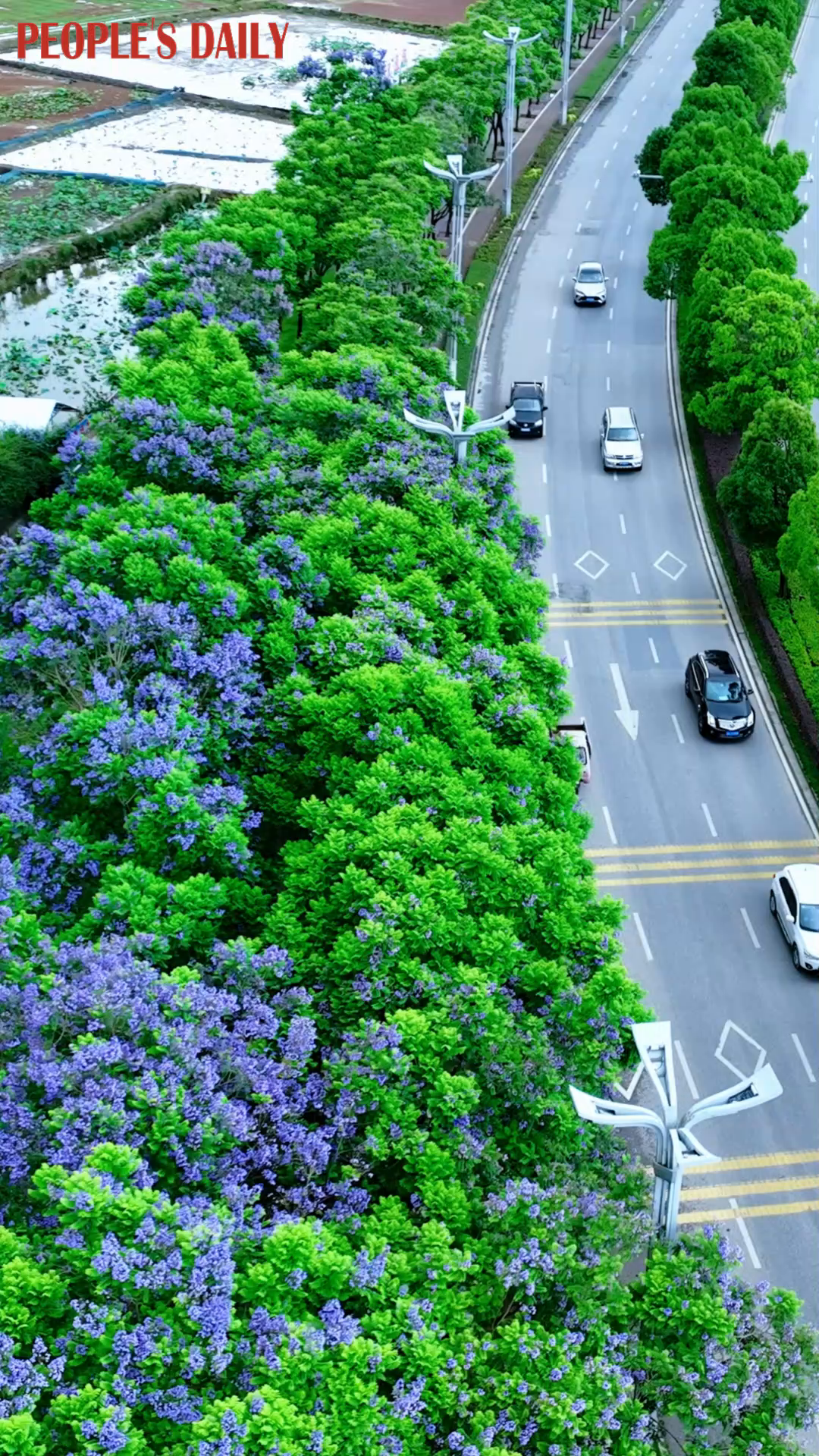 SW China's Tengchong turns purple as jacarandas bloom
