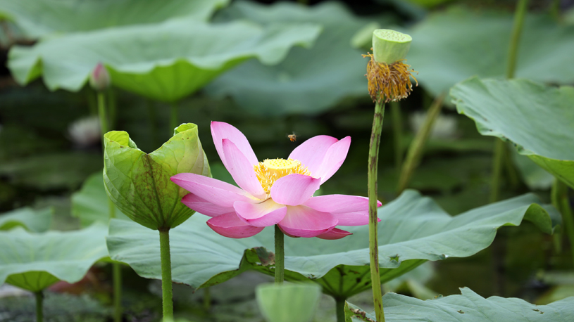 Lotus blooms brighten summer landscapes across China
