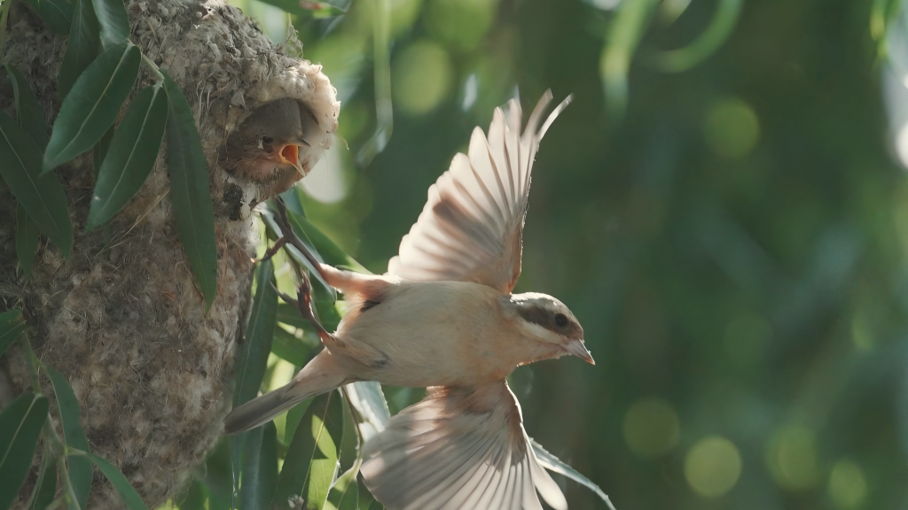 Chinese penduline tits seen in wetland of N China's Hebei