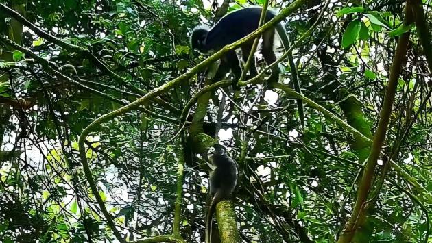 Endangered leaf monkeys spotted for first time in Yunnan reserve
