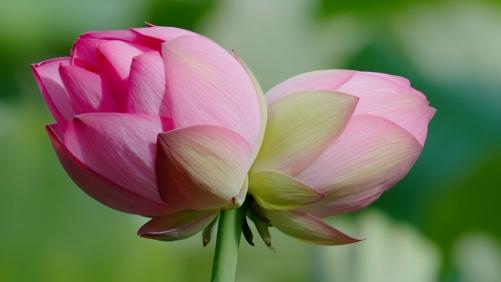 Rare twin lotus spotted in Yunnan