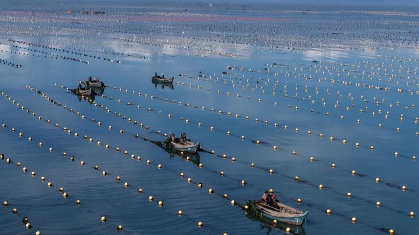 Gracilaria seaweed cultivated in east China's Shandong