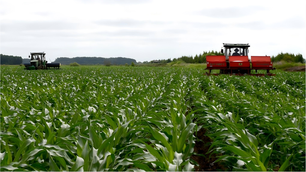 Heilongjiang's grain output ranks first nationwide for 16 consecutive Years