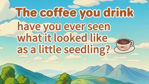Menglian coffee: From tiny seedlings to cups brimming with rich aroma