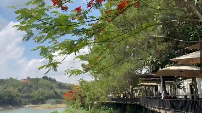 Finding a coffee paradise amid lakes and mountains in Menglian, SW China