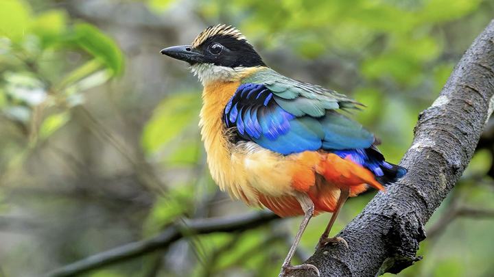 Rare Blue-winged Pittas spotted in Xiamen, SE China's Fujian Province