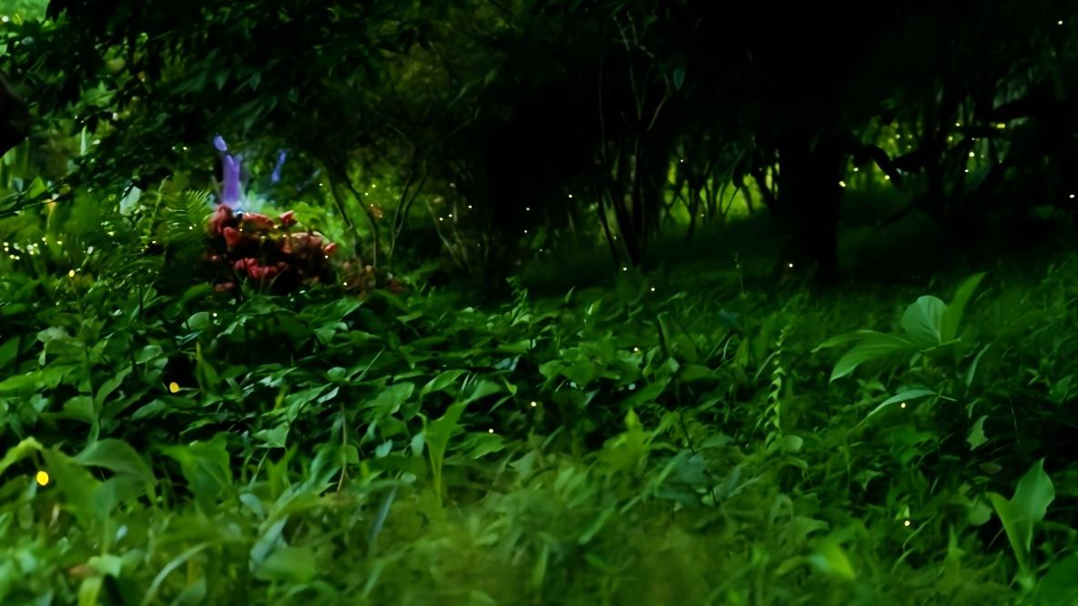 Swarms of fireflies turn Xishuangbanna rainforest into starry wonderland