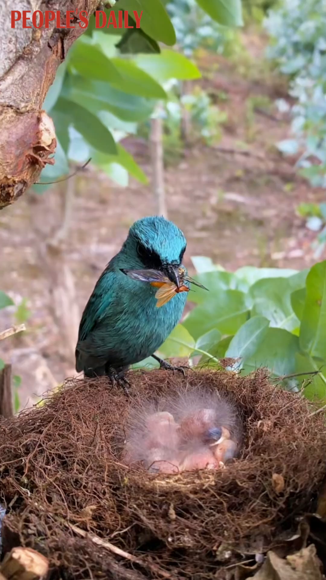 Heartwarming sight: Verditer flycatcher feeds its chicks