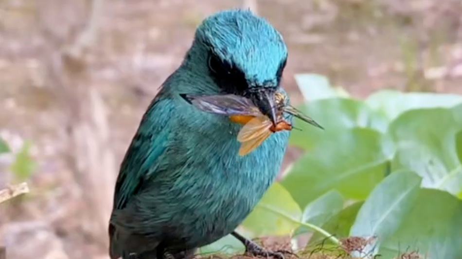 Heartwarming sight: Verditer flycatcher feeds its chicks