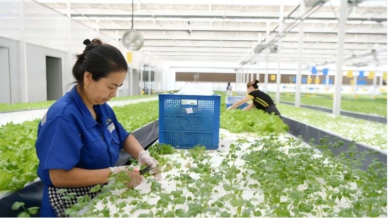 Smart plant factory produces high-quality vegetables, creates jobs in Kuqa, NW China's Xinjiang