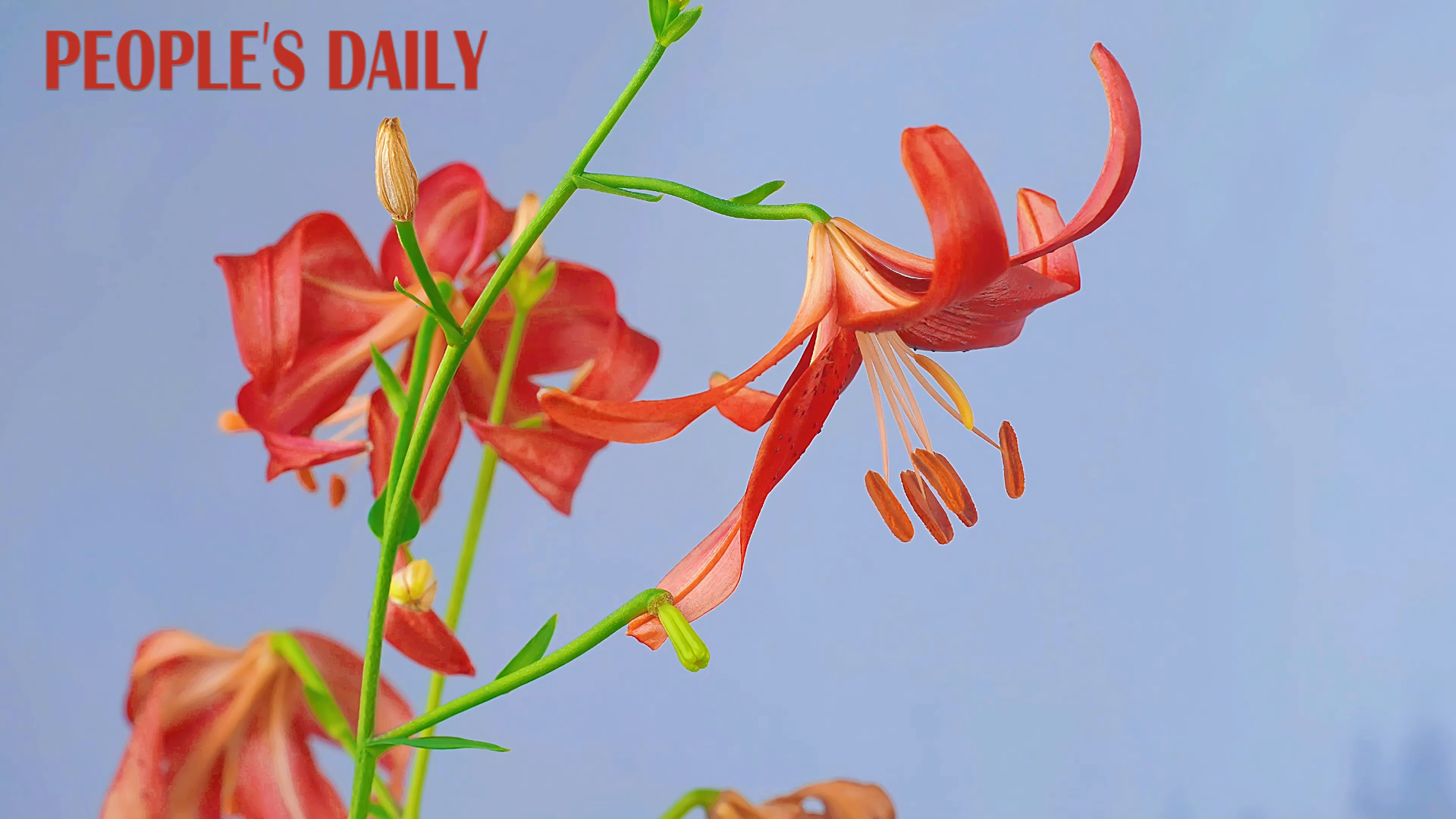 Red lilies bring a splash of color to Chongqing
