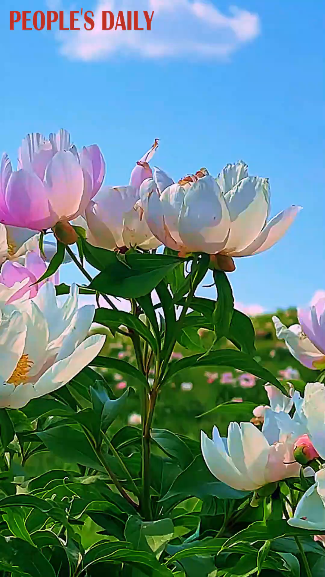 Peonies bloom across fields of Ergun in N China's Inner Mongolia