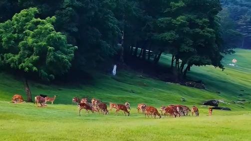 Deer roam the lush meadows of Yichun's Jinshan Deer Park