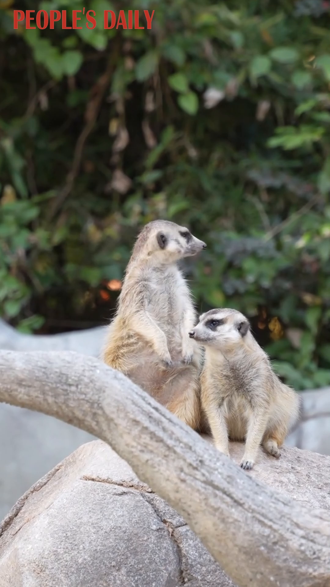 Adorably alert: Meerkats steal spotlight at Guangzhou Zoo