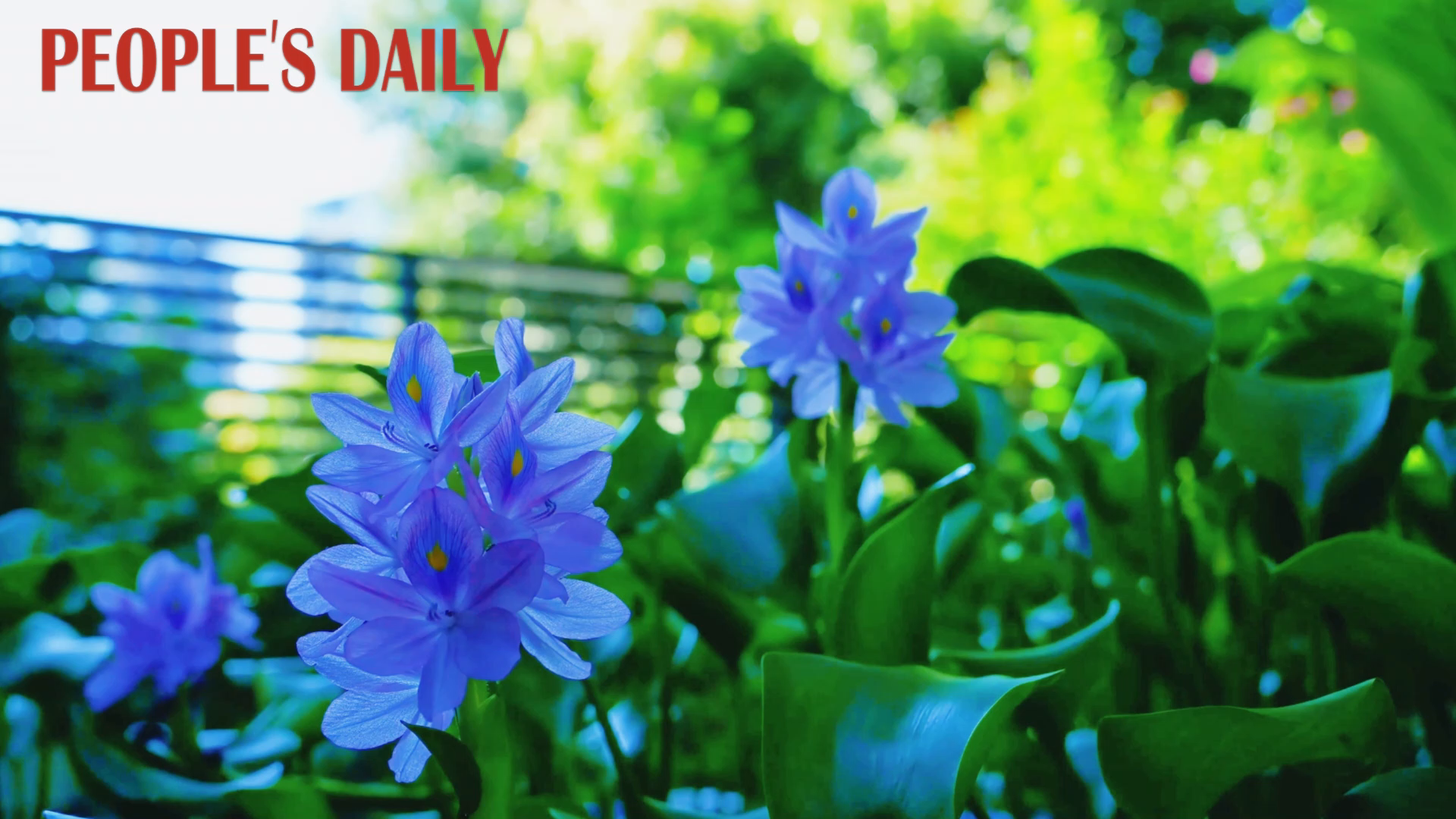 Water hyacinths unfurl in SW China's Chongqing
