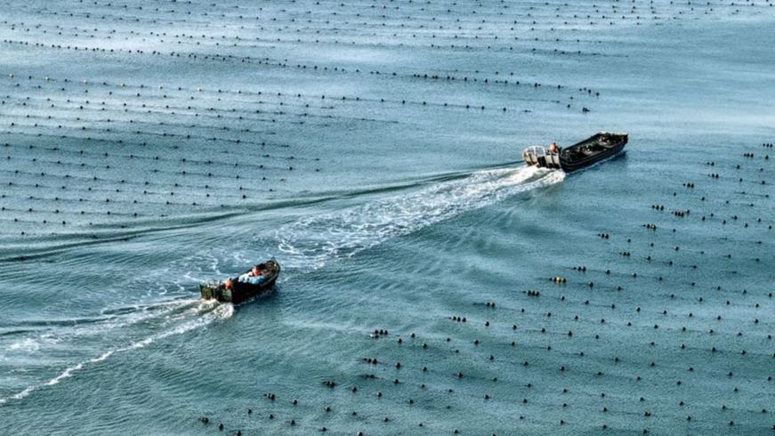 Marine farms in E China's Rongcheng City resume operations after Typhoon Bavi passes
