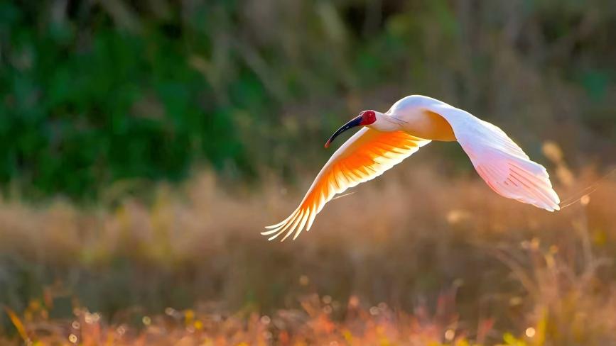 Birdwatching takes flight as nature reserve in C China's Henan becomes haven for birds