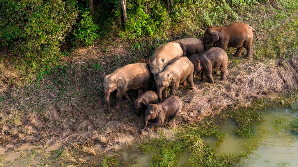 In China's wild elephant sanctuary, coexistence becomes a way of life