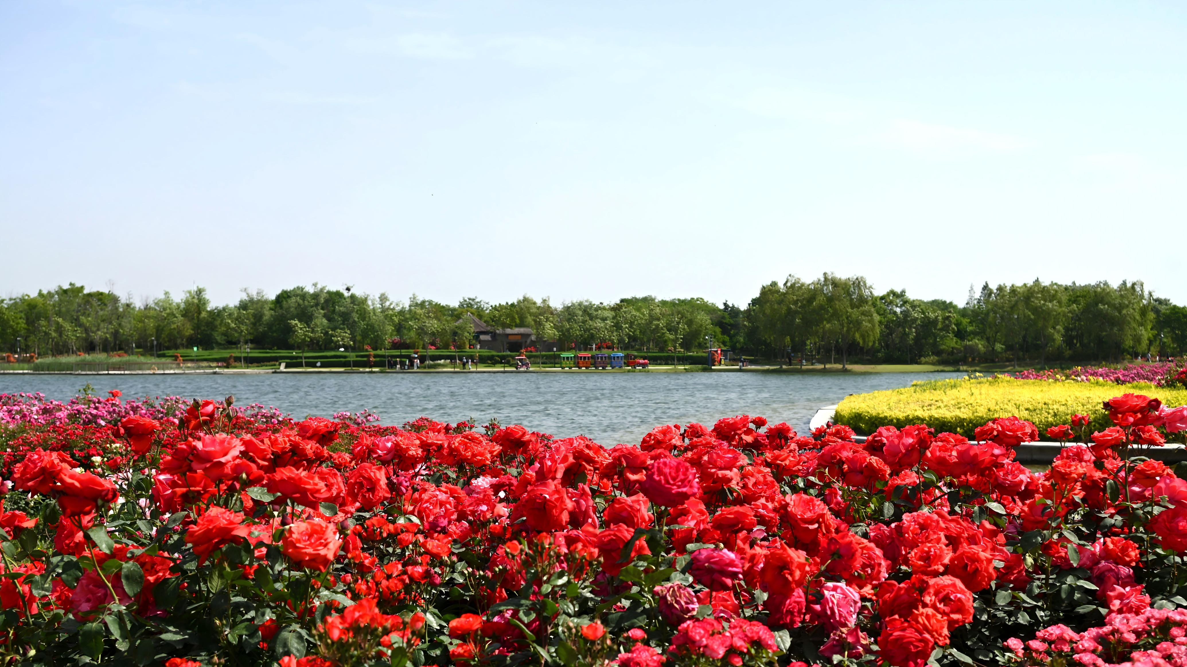 Chinese roses generate wealth in Nanyang, C China's Henan