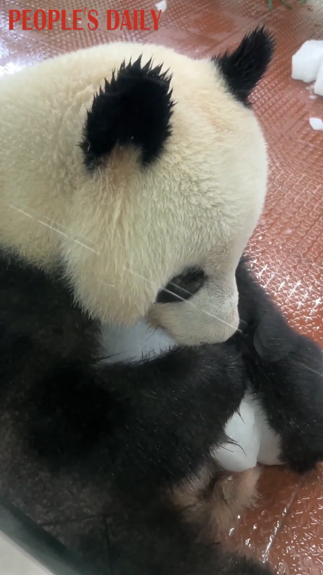 Giant panda Xingyi seeks icy relief from sweltering heat at Guangzhou Zoo