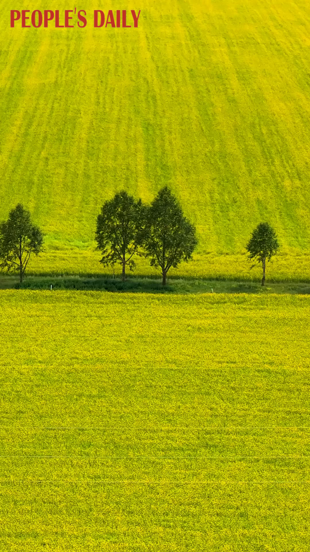Cole flowers: A tapestry of gold and green